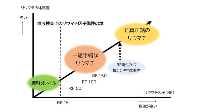 抗CCP抗体、RFの数値とリウマチ体質